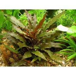 Cryptocoryne undulata