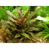 Cryptocoryne undulata