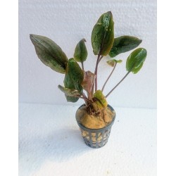 Cryptocoryne walkerii