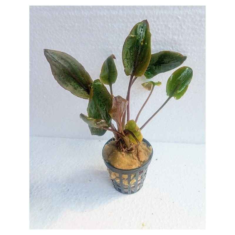 Cryptocoryne walkerii Cryptocoryne walkerii