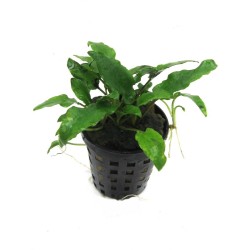 Cryptocoryne bullosa