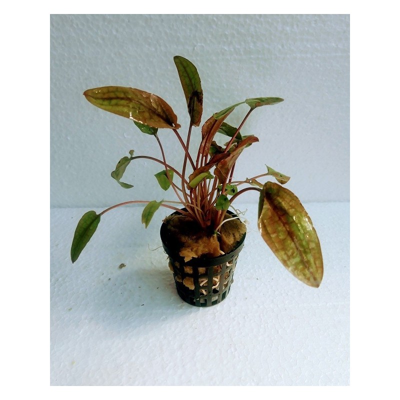 Cryptocoryne Flamingo Cryptocoryne Flamingo