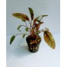 Cryptocoryne Flamingo