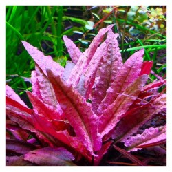 Cryptocoryne Flamingo