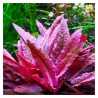 Cryptocoryne Flamingo