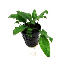 Cryptocoryne wendtii tropica
