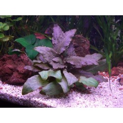 Cryptocoryne wendtii tropica