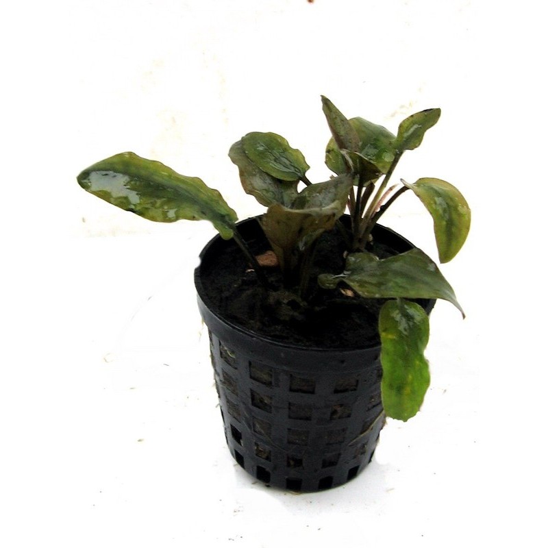 Cryptocoryne wendtii brown
