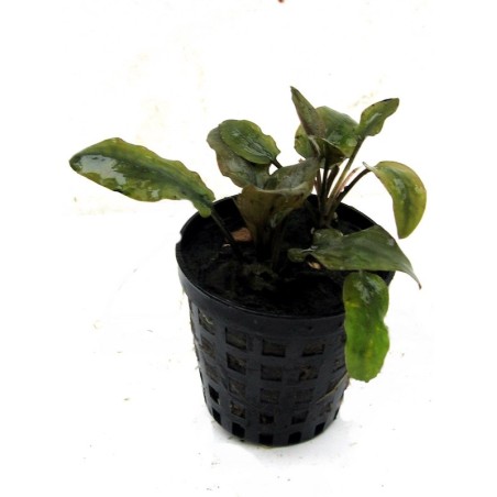 Cryptocoryne wendtii brown