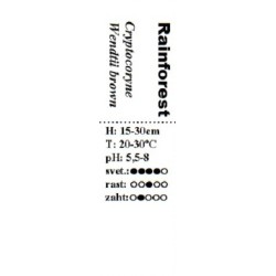 Cryptocoryne wendtii brown