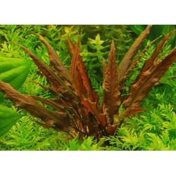 Cryptocoryne wendtii brown