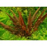 Cryptocoryne wendtii brown