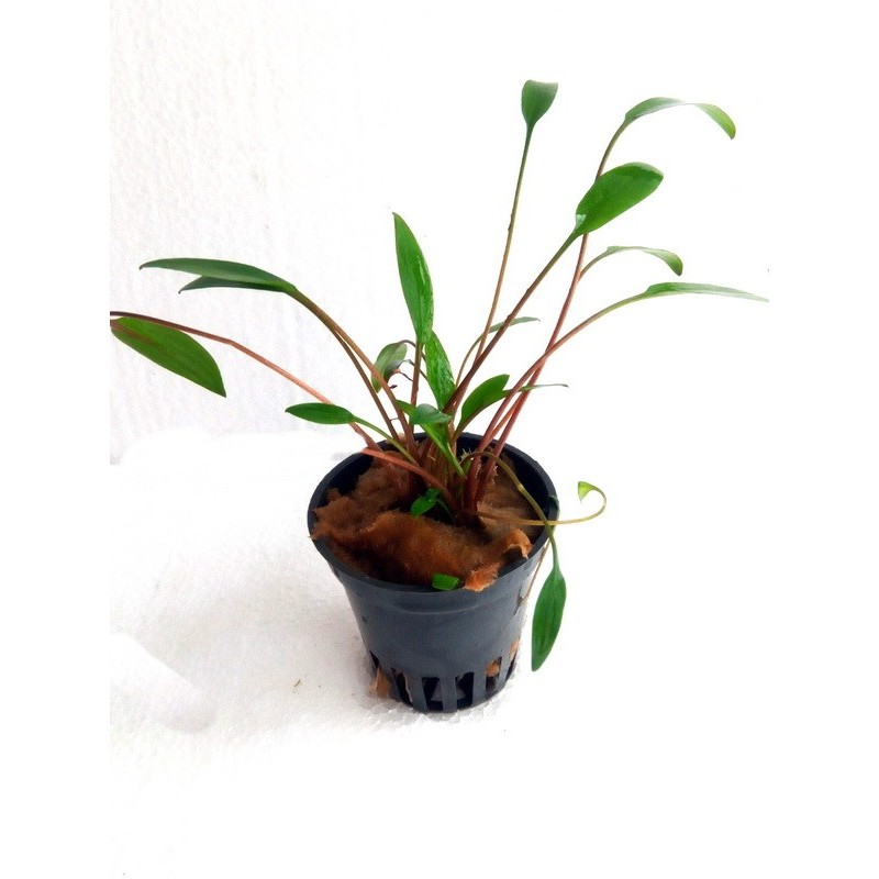 Cryptocoryne x willissii nevellii