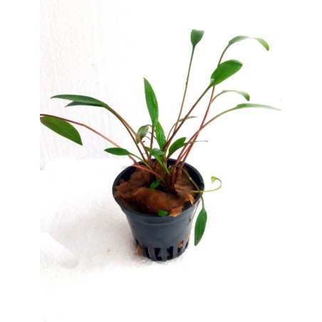 Cryptocoryne x willissii nevellii