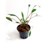 Cryptocoryne x willissii nevellii