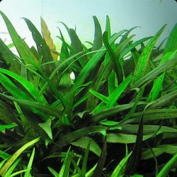 Cryptocoryne x willissii nevellii