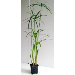Cyperus alternifolius