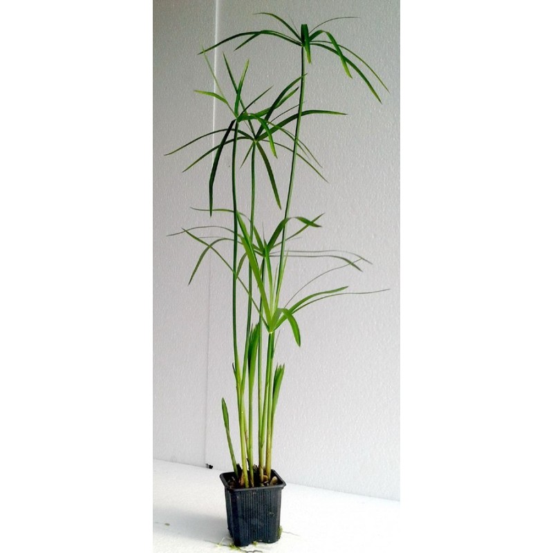 Cyperus alternifolius Cyperus alternifolius