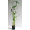Cyperus alternifolius