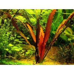 Echinodorus janii
