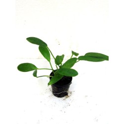 Echinodorus osiris