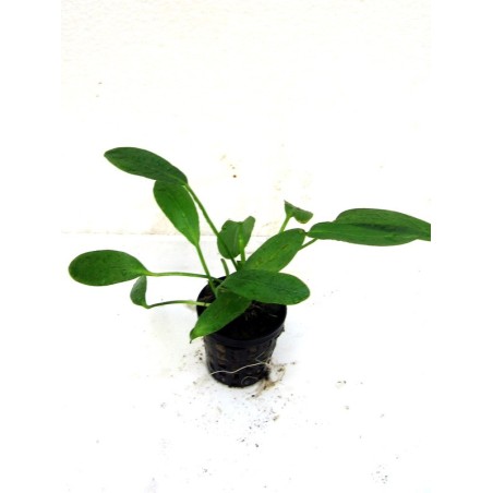 Echinodorus osiris