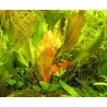 Echinodorus osiris