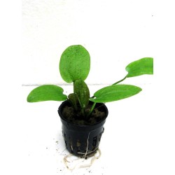 Echinodorus ozelot