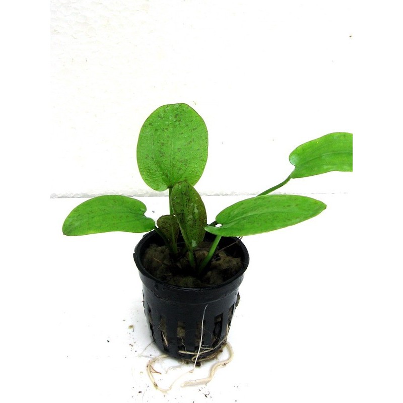 Echinodorus ozelot