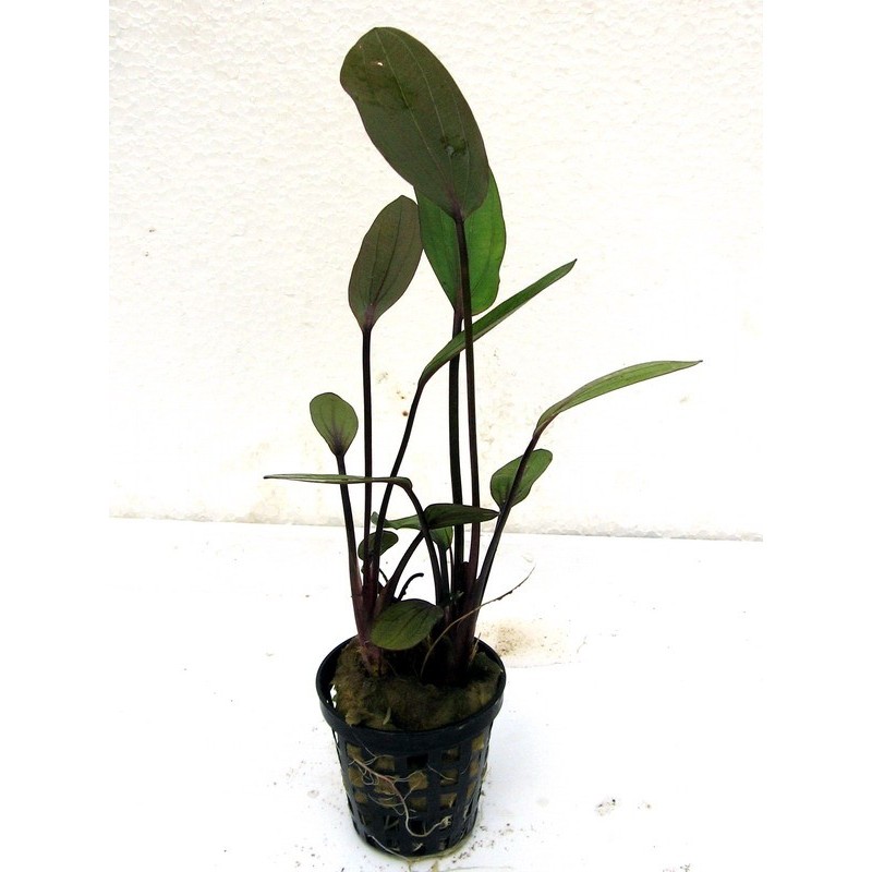 Echinodorus rubin