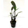 Echinodorus rubin