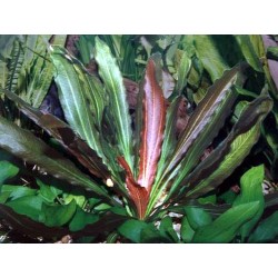 Echinodorus rubin