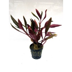 Alternanthera reineckii