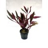 Alternanthera reineckii