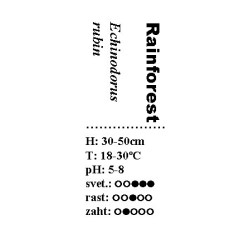 Echinodorus rubin