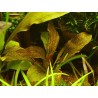 Echinodorus spidernet