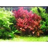 Alternanthera reineckii