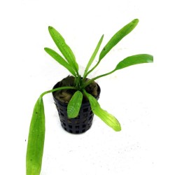 Echinodorus uruguayensis