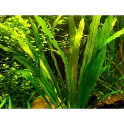 Echinodorus uruguayensis