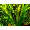 Echinodorus uruguayensis