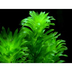 Egeria densa