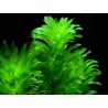 Egeria densa