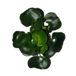 Eichhornia crassipes