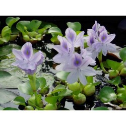 Eichhornia crassipes
