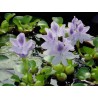 Eichhornia crassipes