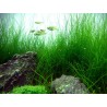 Eleocharis acicularis