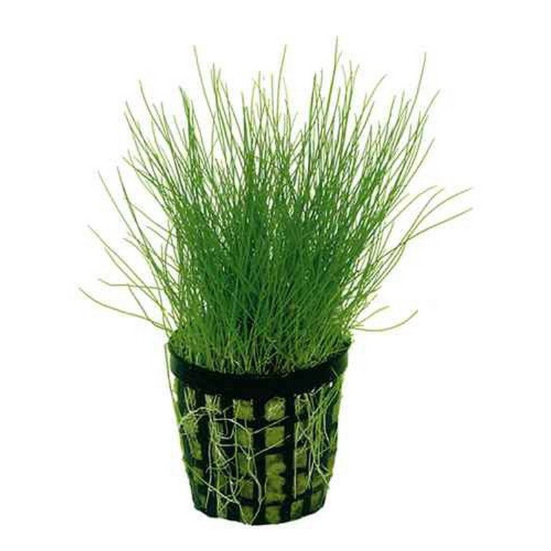 Eleocharis parvula