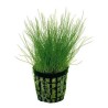 Eleocharis parvula