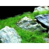 Eleocharis parvula