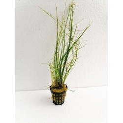 Eleocharis vivipara